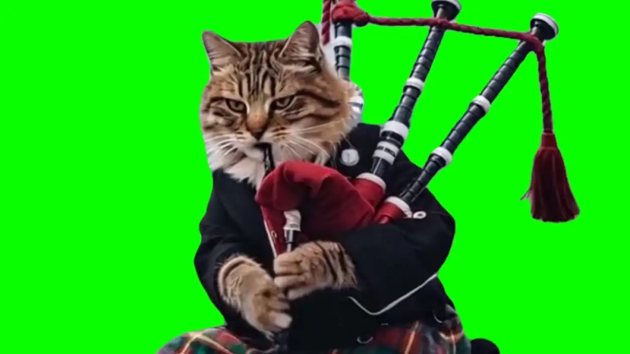Cat playing bagpipe green screen