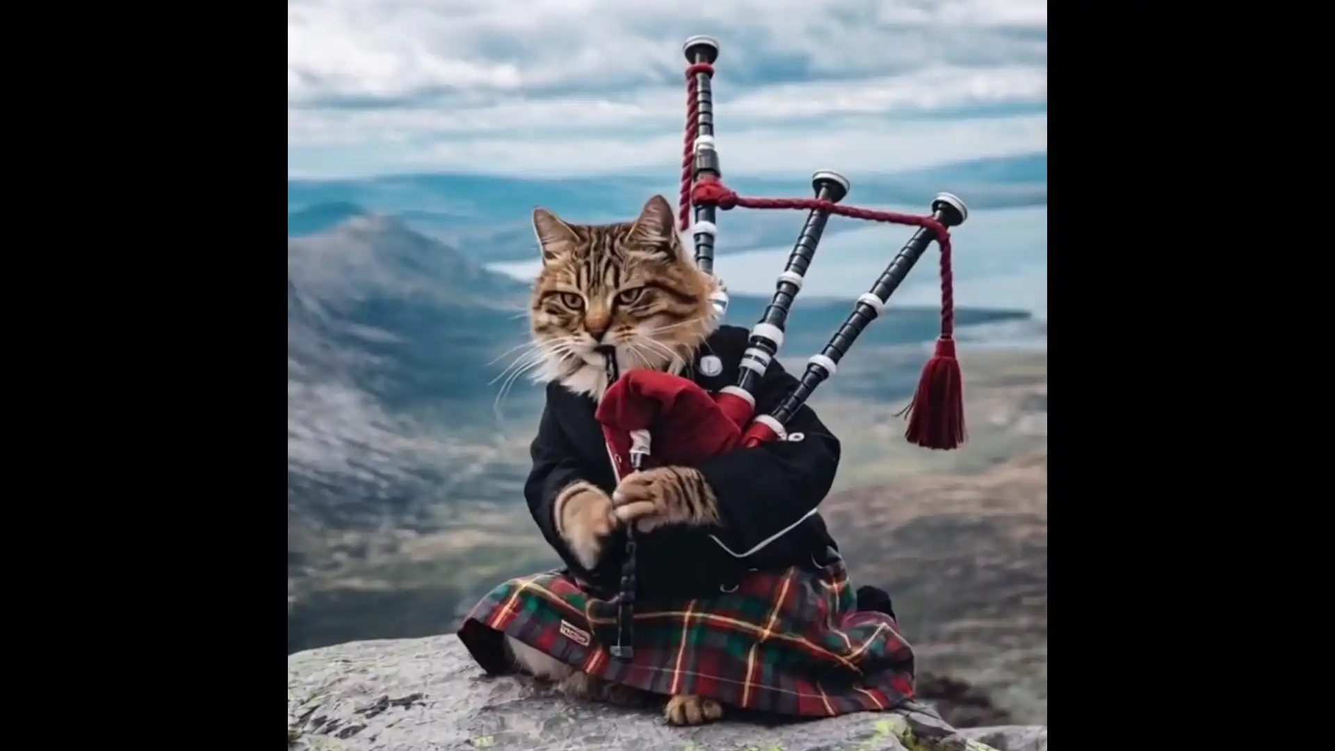 Cat playing bagpipe meme