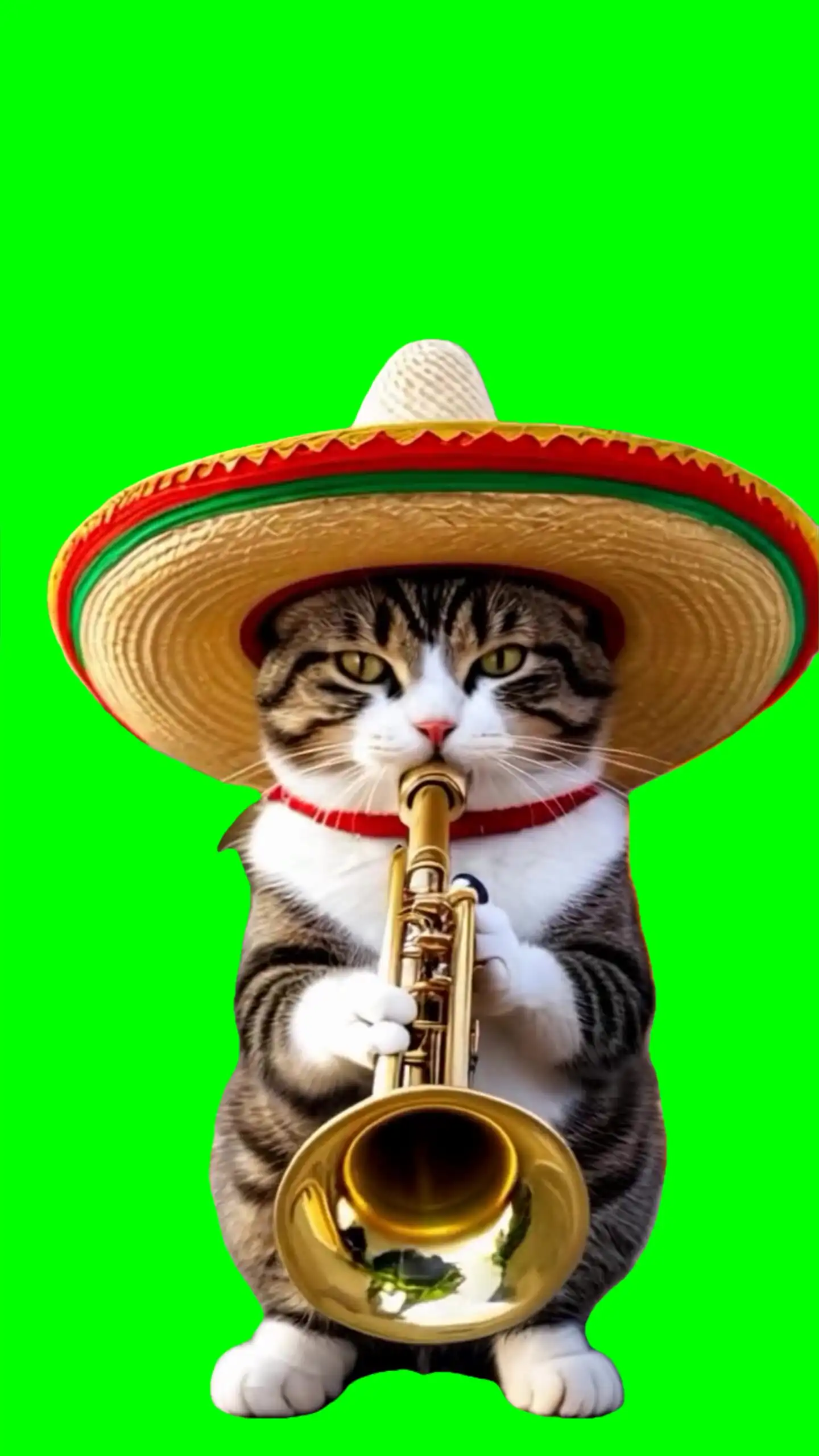 Cat playing Despasito Meme green screen