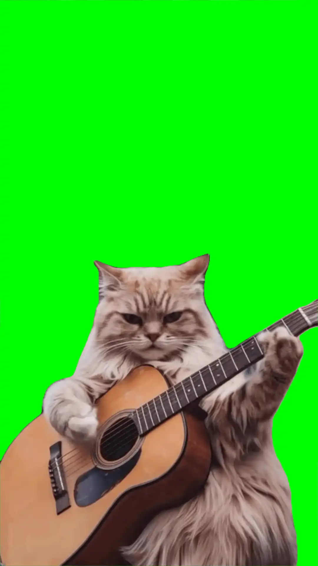Cat playing Friends green screen