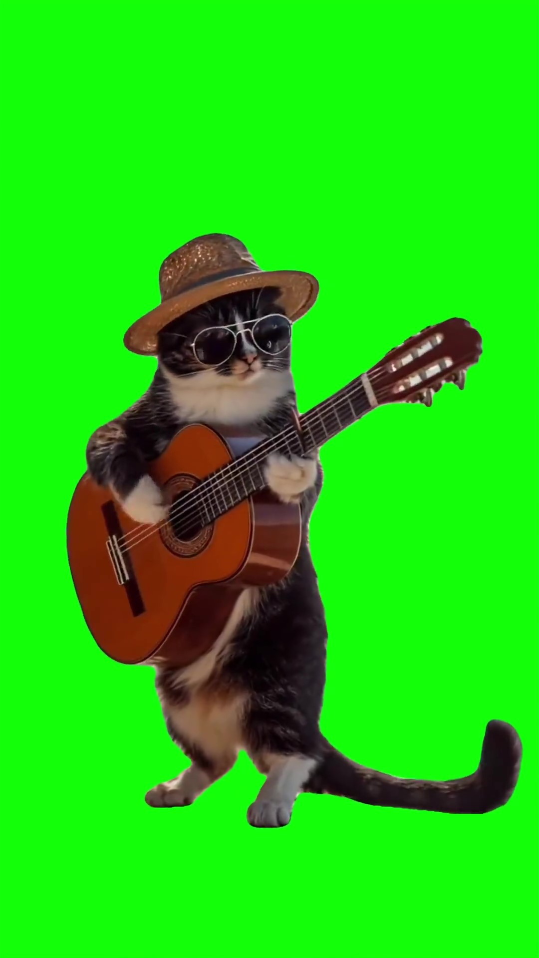 Cat playing guitar Green Screen Meme