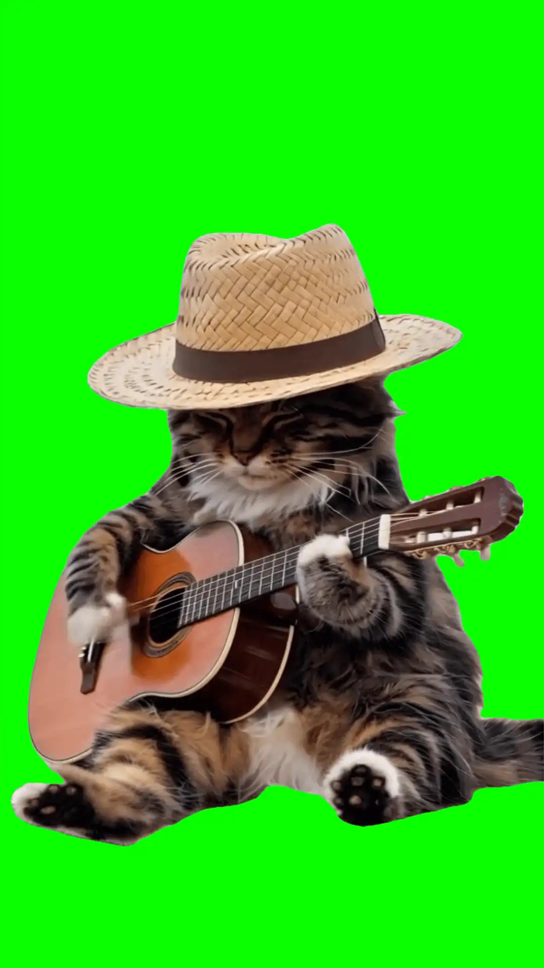 Cat playing guitar on beach green screen