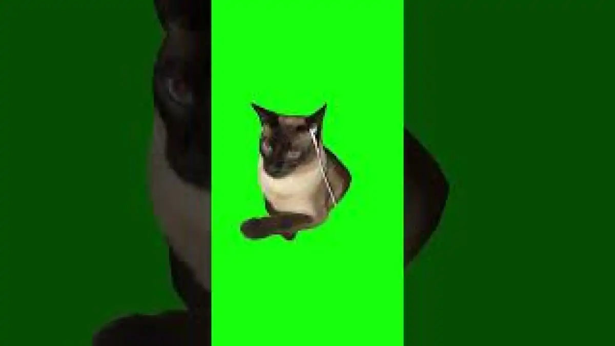 Cat Pulls Out Earbud Green Screen