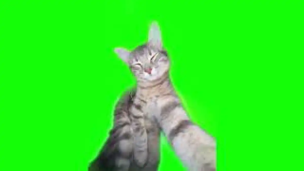 Cat Rizz Meme green screen