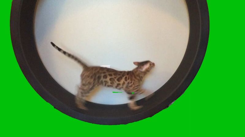 Cat Running In Exercise Wheel  Green Screen Memes