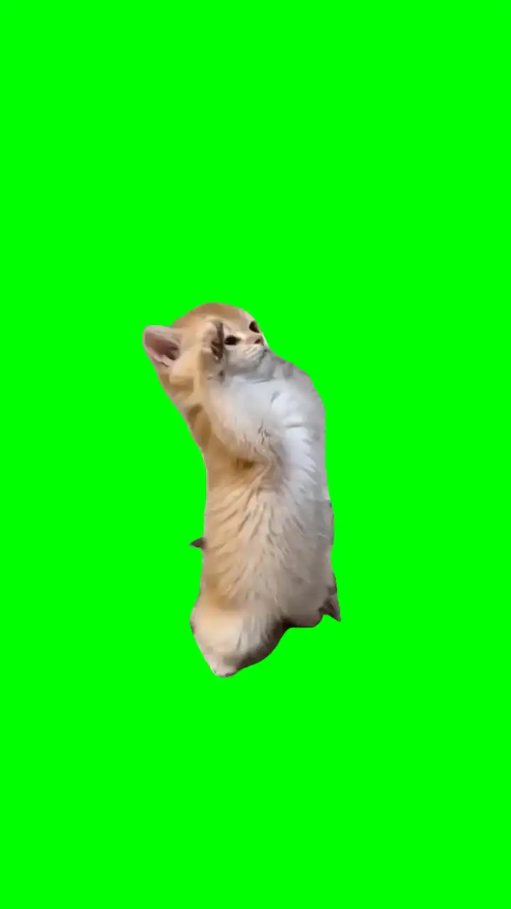 Cat Salutes Meme green screen