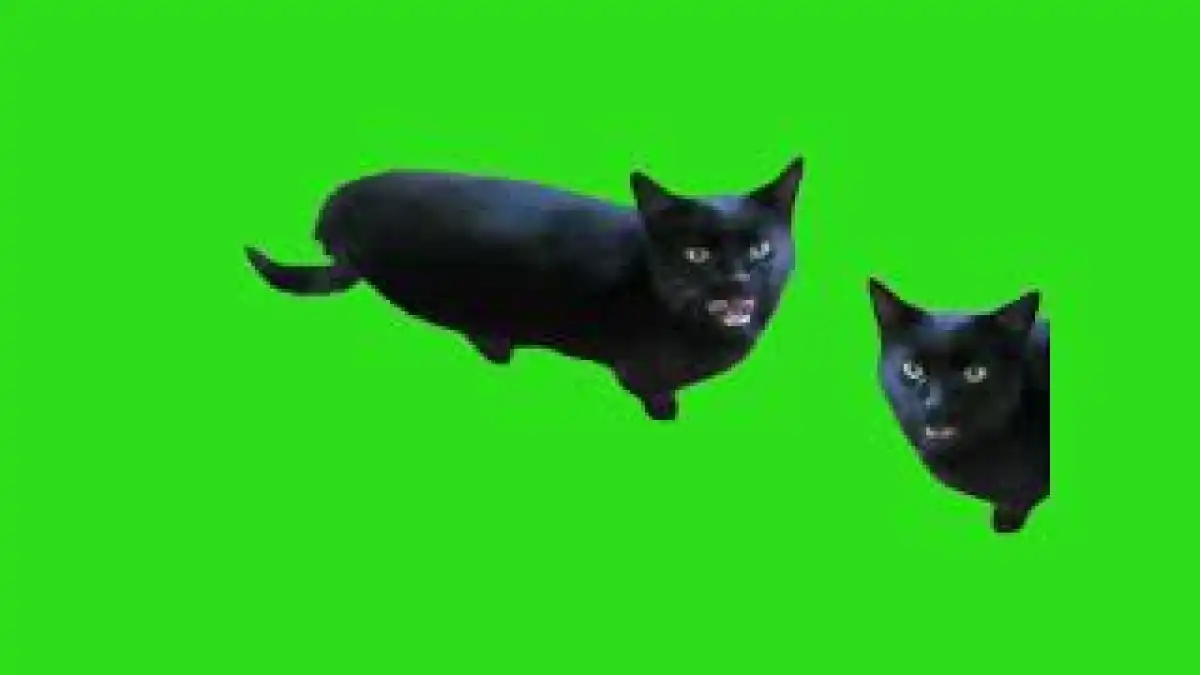 cat saying huh meme green screen