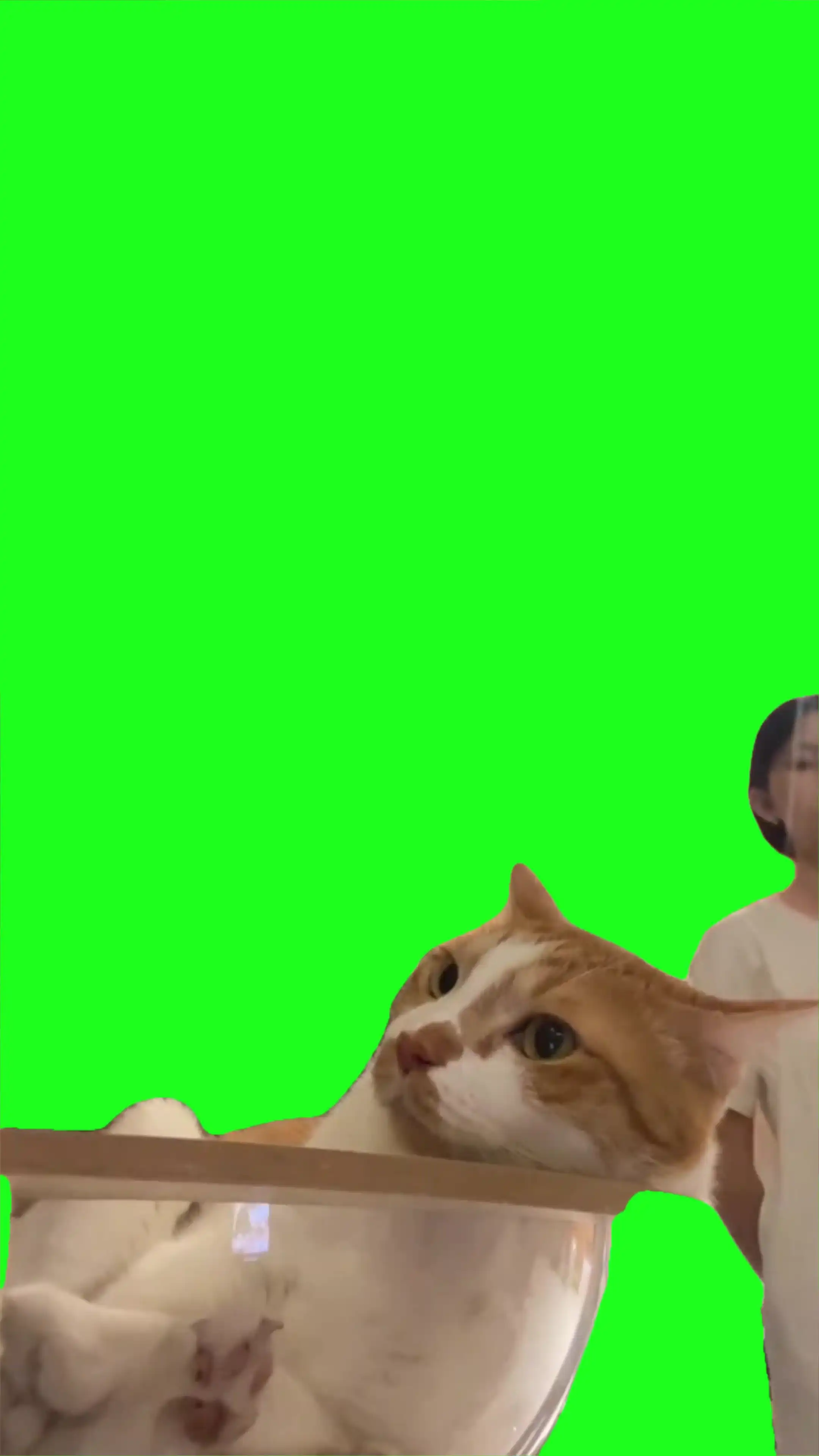Cat saying no Green Screen Meme