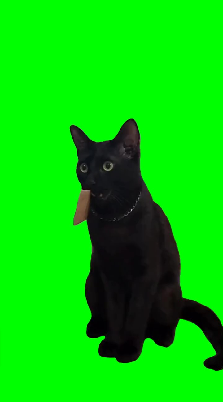 Cat shocked meme Green Screen