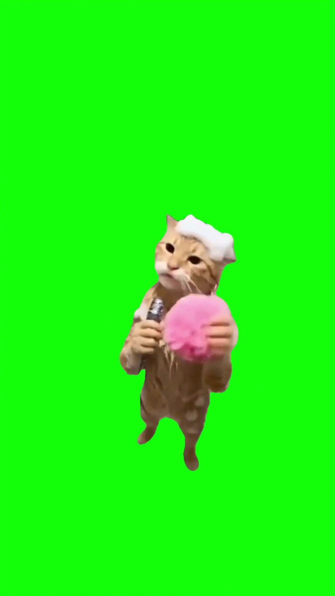 Cat singing in shower Green Screen Meme