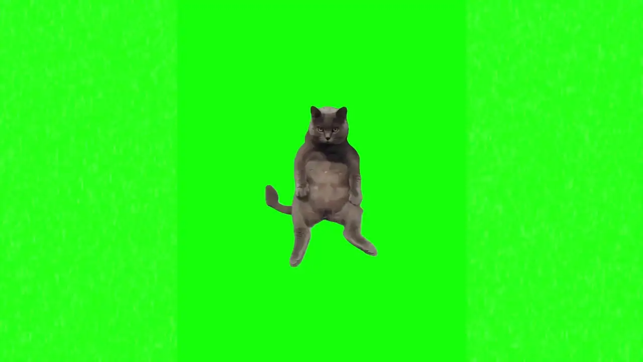 Cat sitting meme green screen