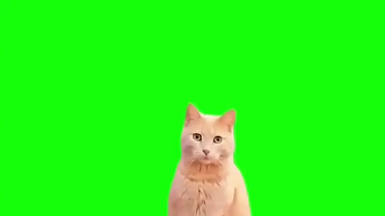 Cat sitting Meme