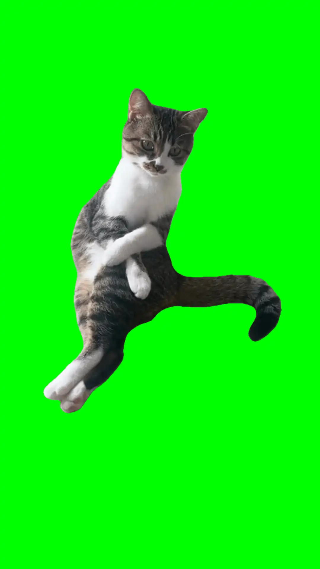 Cat sitting with legs crossed meme green screen