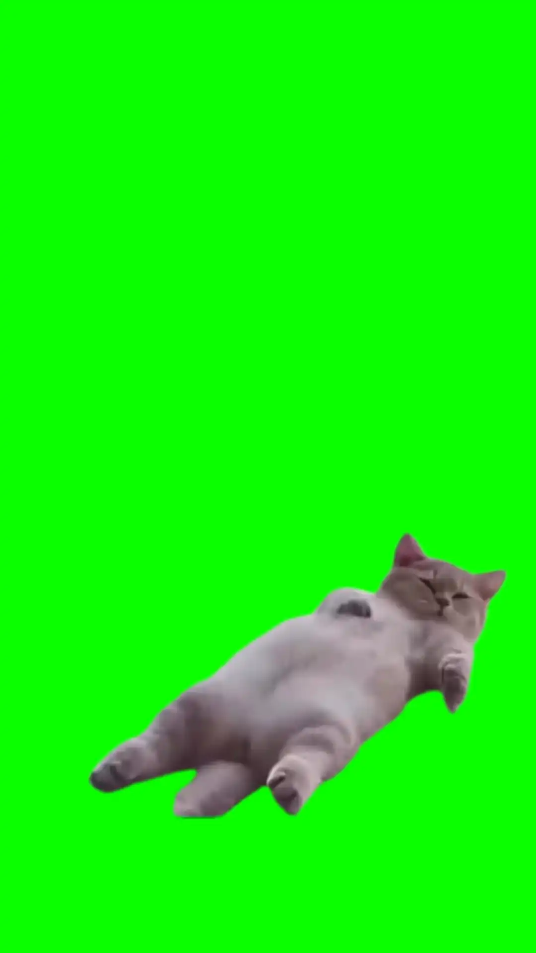 Cat sleeping green screen