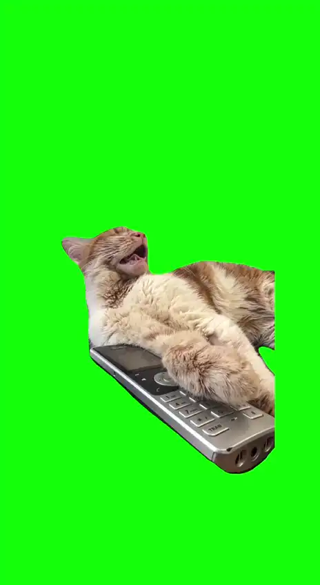 Cat sleeping next to phone meme green screen