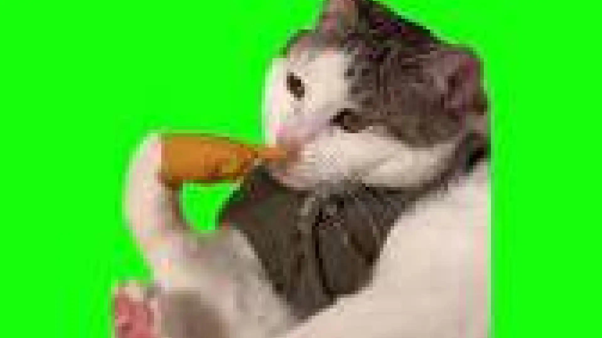 cat sniffs his finger green screen