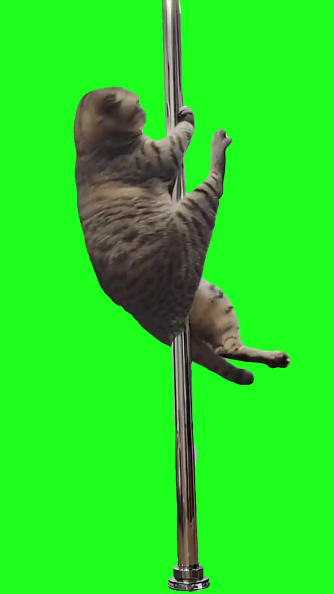 Cat spinning pole Green Screen Meme