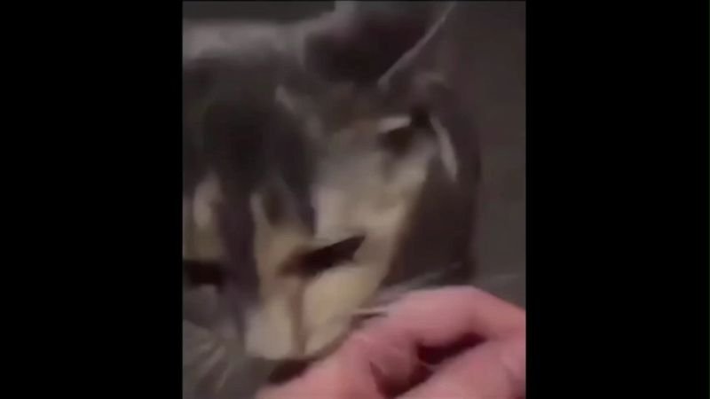 Cat Staring Meme Funny Cat Memes