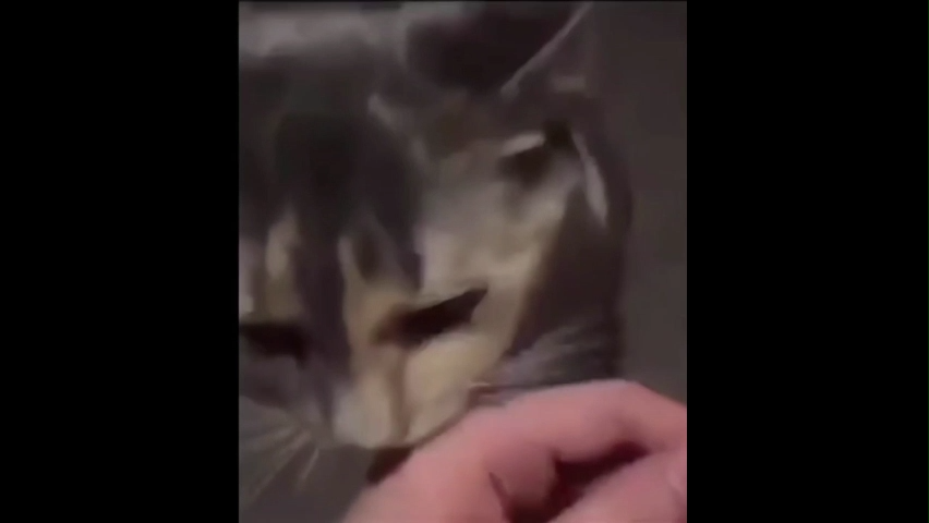 Cat Staring Memes