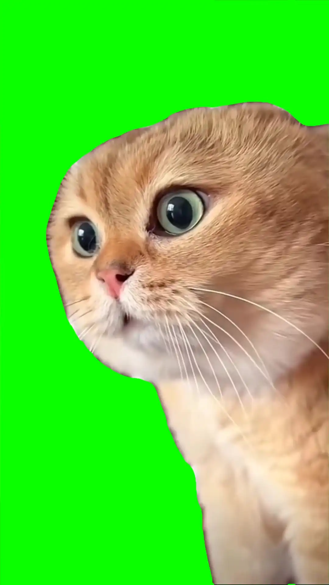 Cat talking green screen
