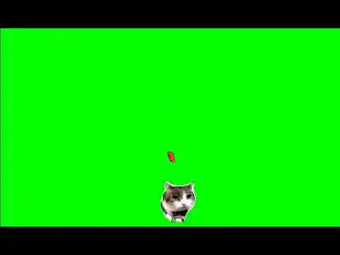 Cat throwing a brick green screen
