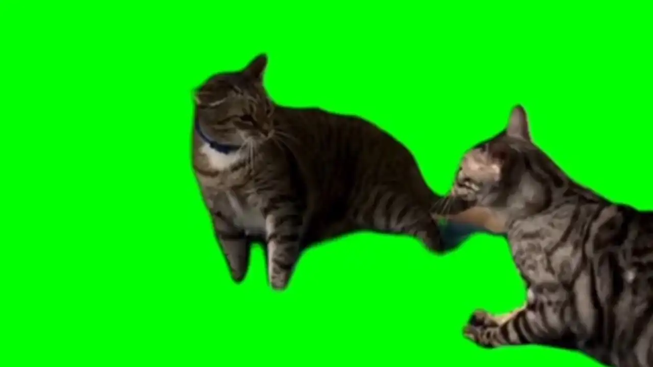 Cat throwing hands meme green screen