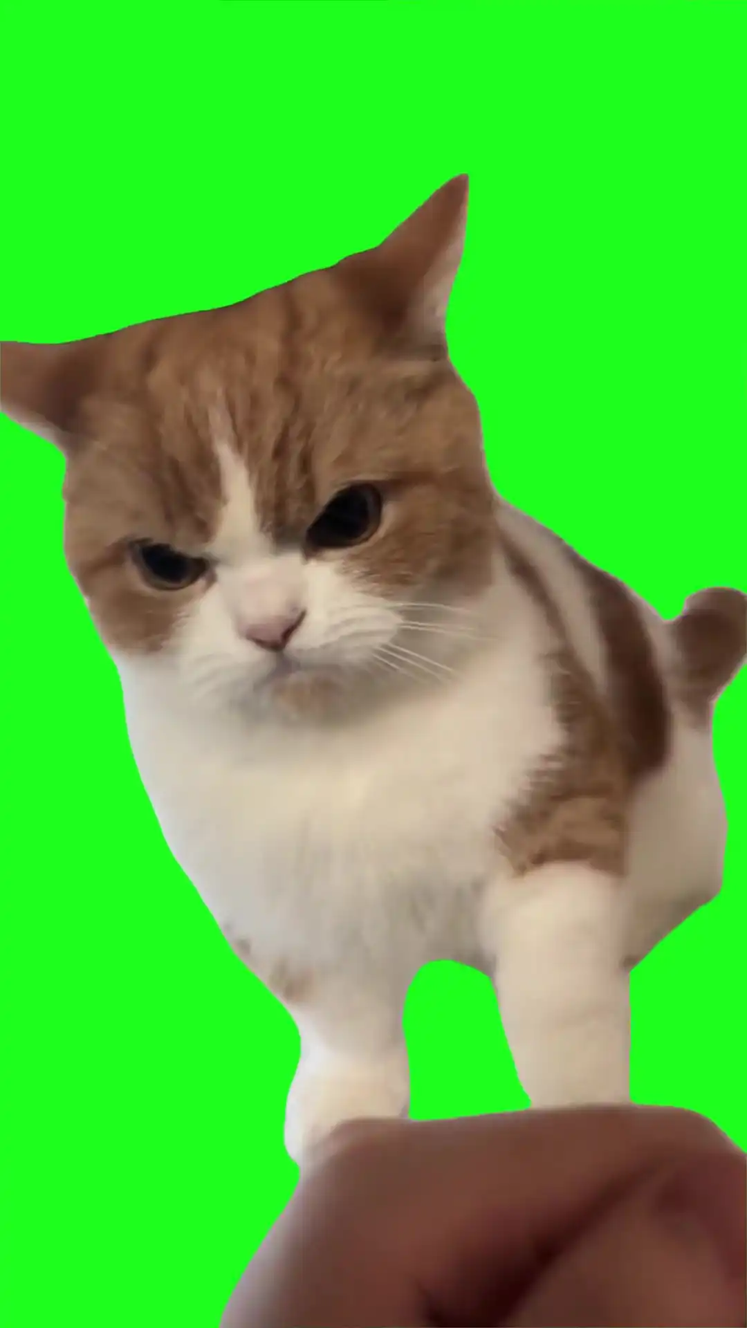 Cat throwing punches Green Screen Meme