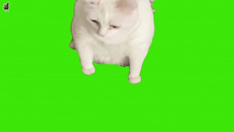 Cat Throwing Up Green Screen Memes