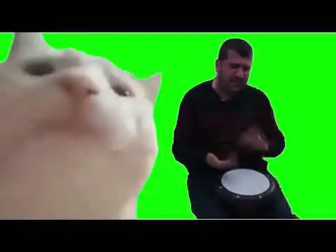 Cat Vibing with a guy meme Green Screen