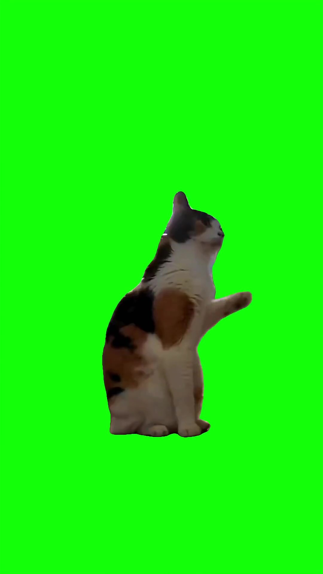 Cat waves Green Screen Meme