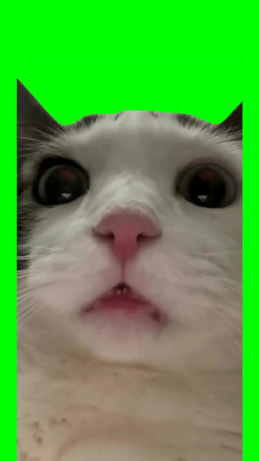 Cat whispering meme green screen