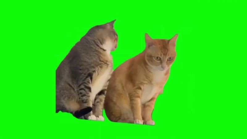 Cat Whispering To Another Cat Green Screen Memes