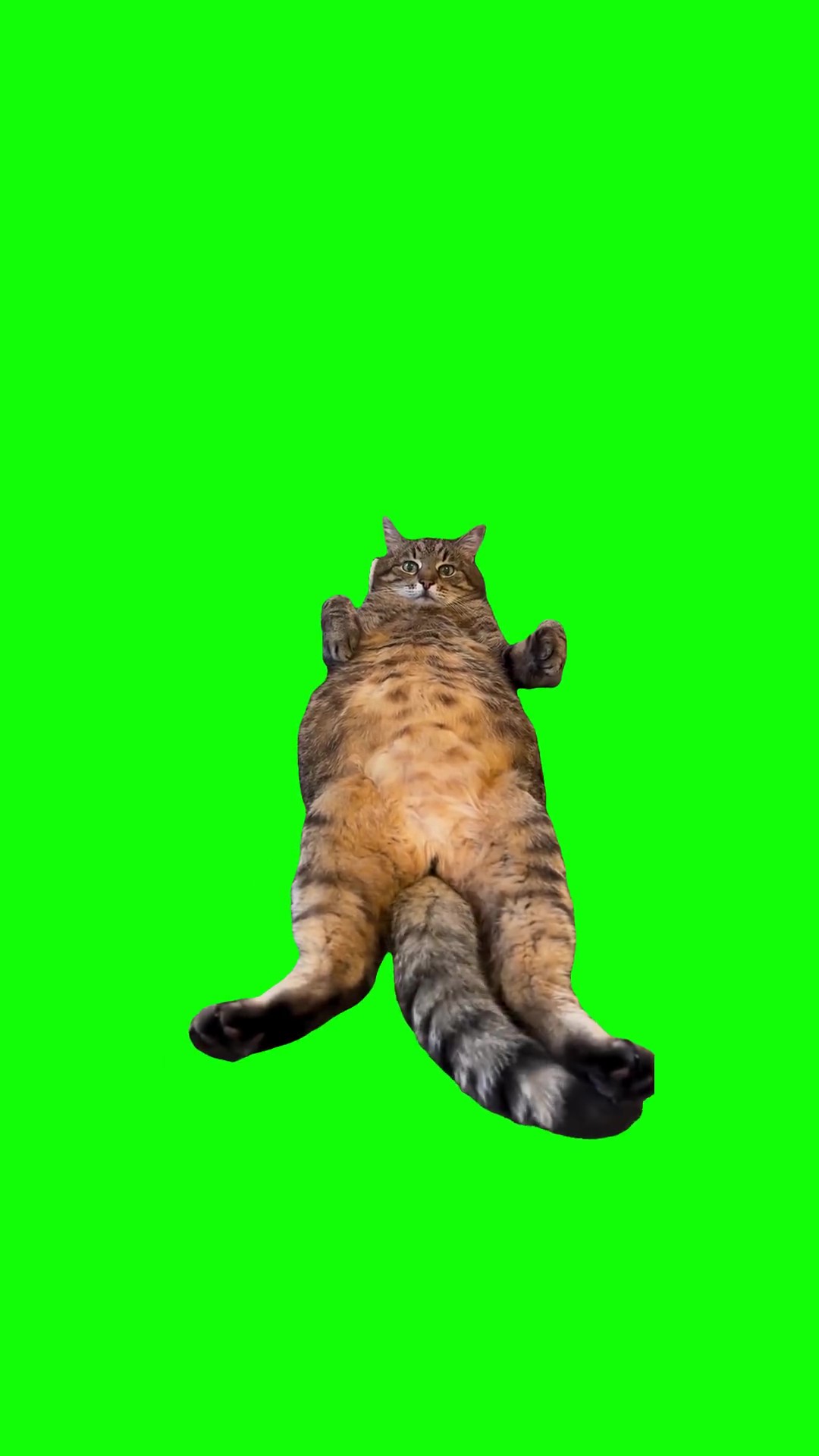 Cat wiggle tail Green Screen Meme