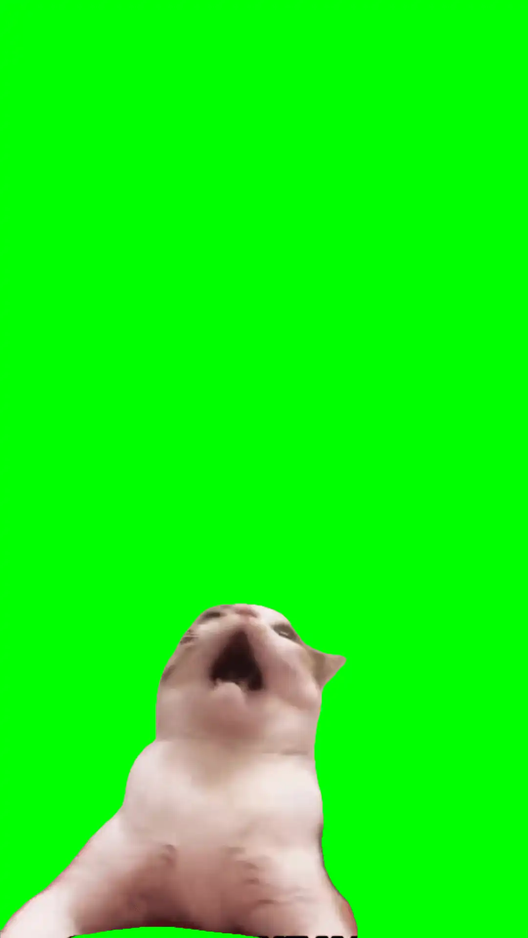 Cat with open mouth Meme Green Screen