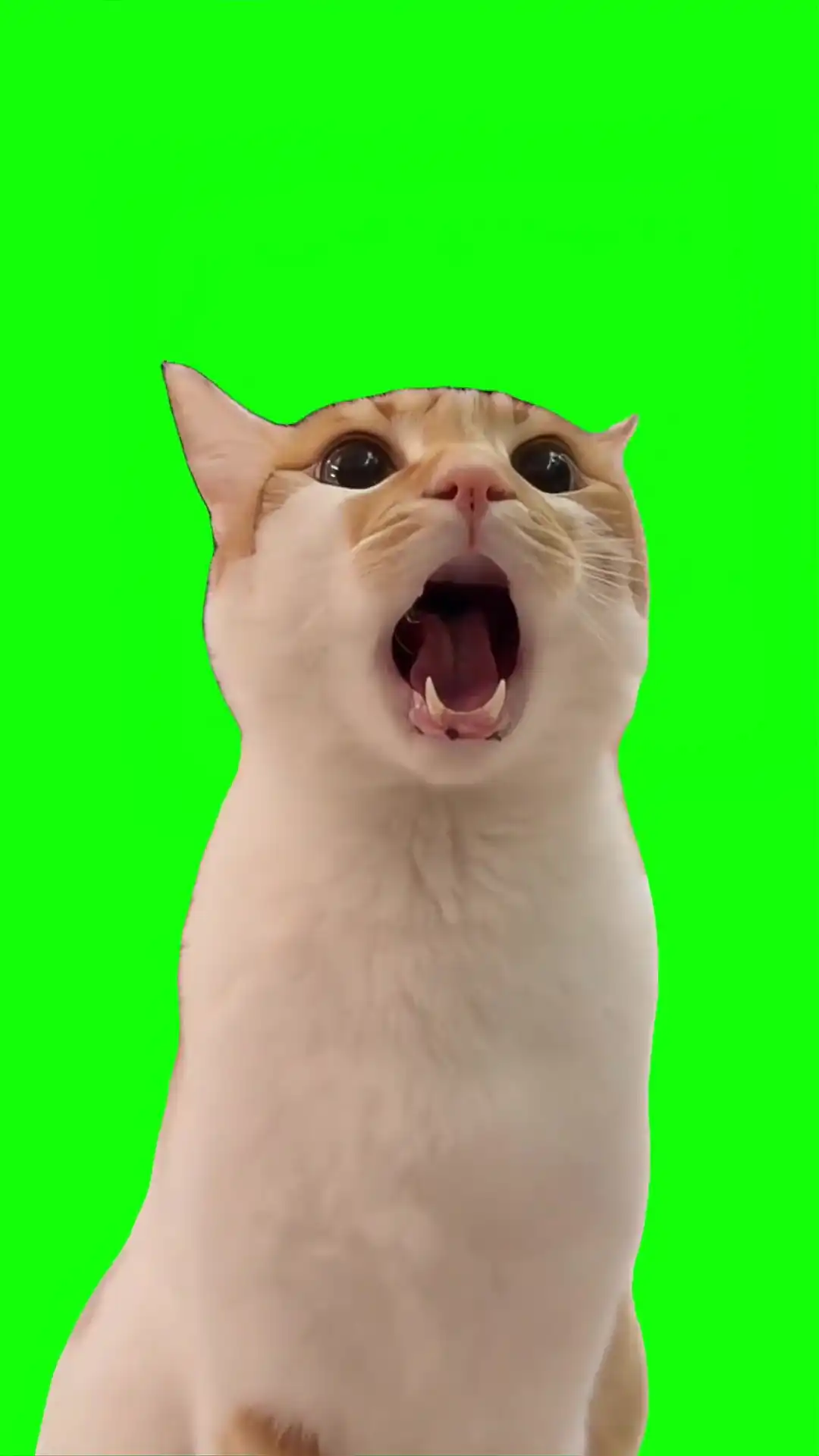 Cat Yelling Meme Green Screen