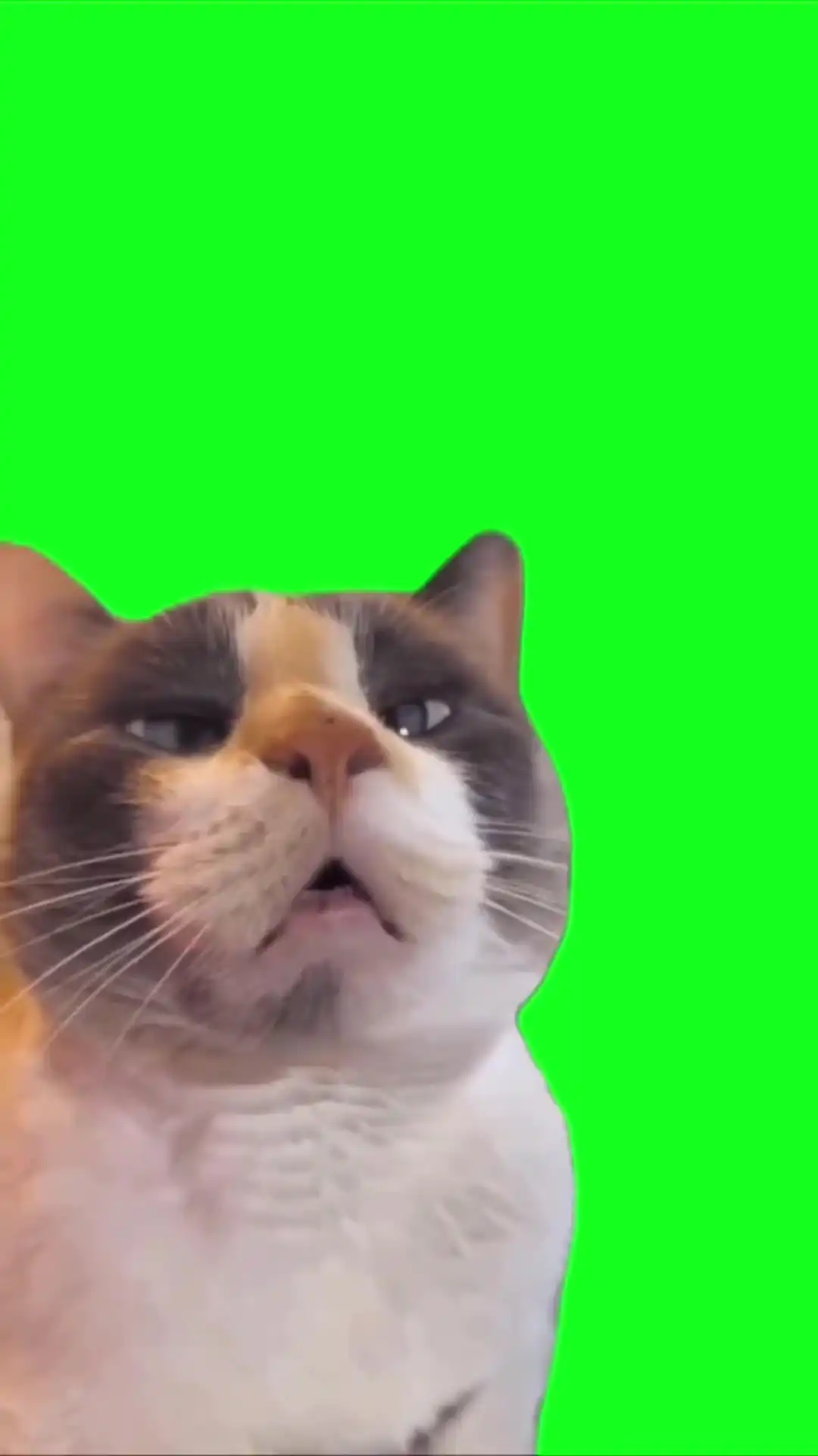 Cat zoning off Green Screen Meme