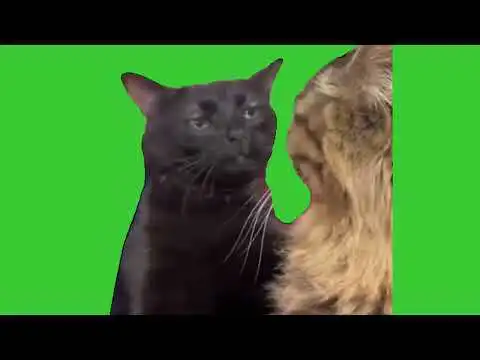 Cat Zoning Out meme Green Screen