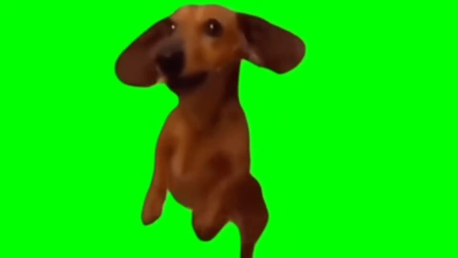 Catching food dog meme green screen