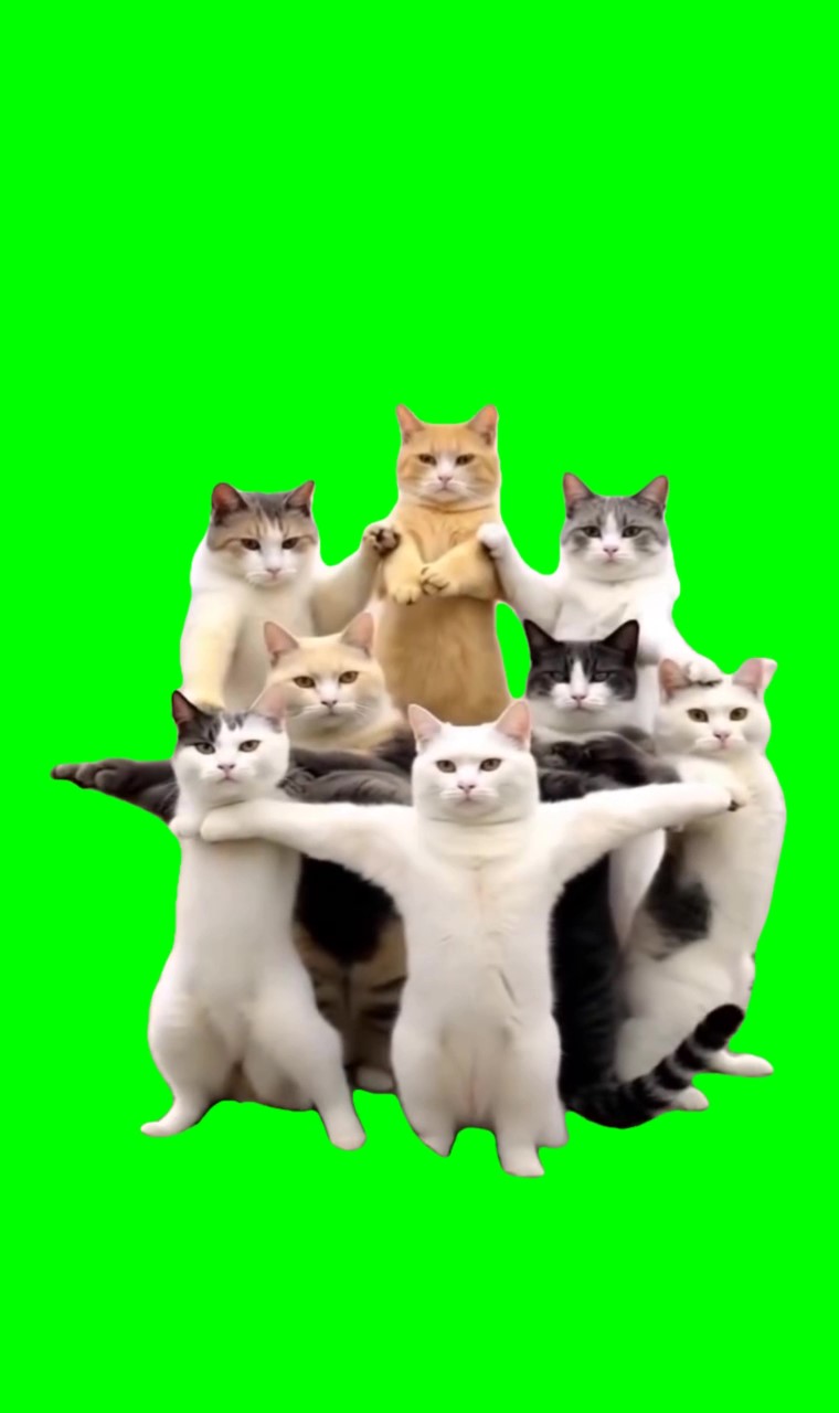 Cats dancing Ramadan meme green screen