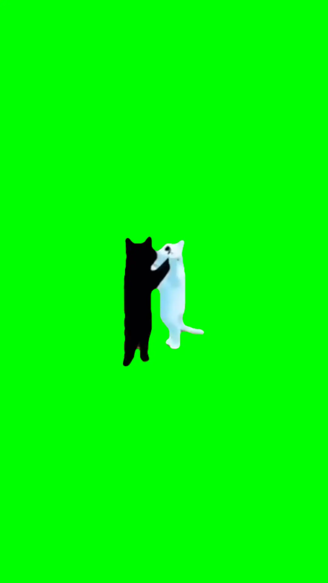 Cats dancing to Round n round Squid Game 2 Meme Green Screen