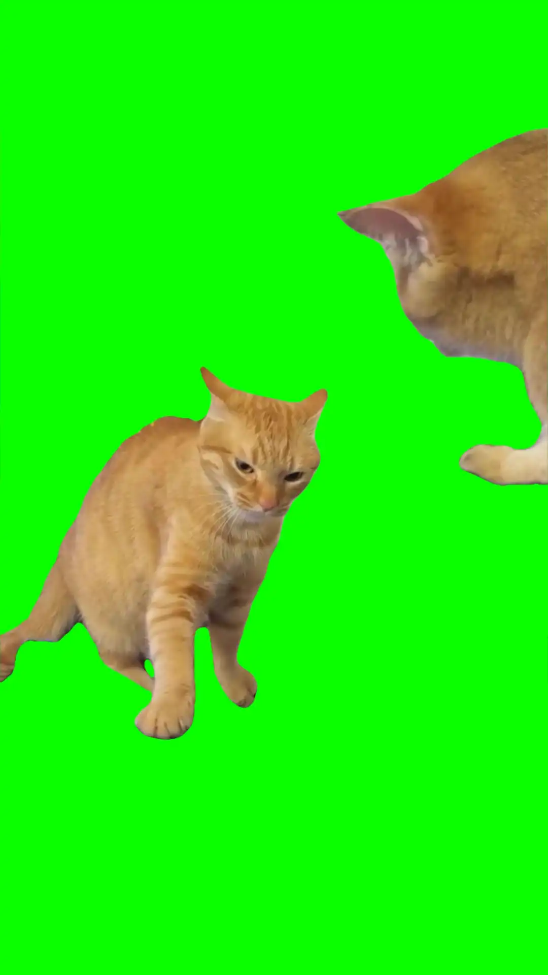 Cats fighting meme green screen