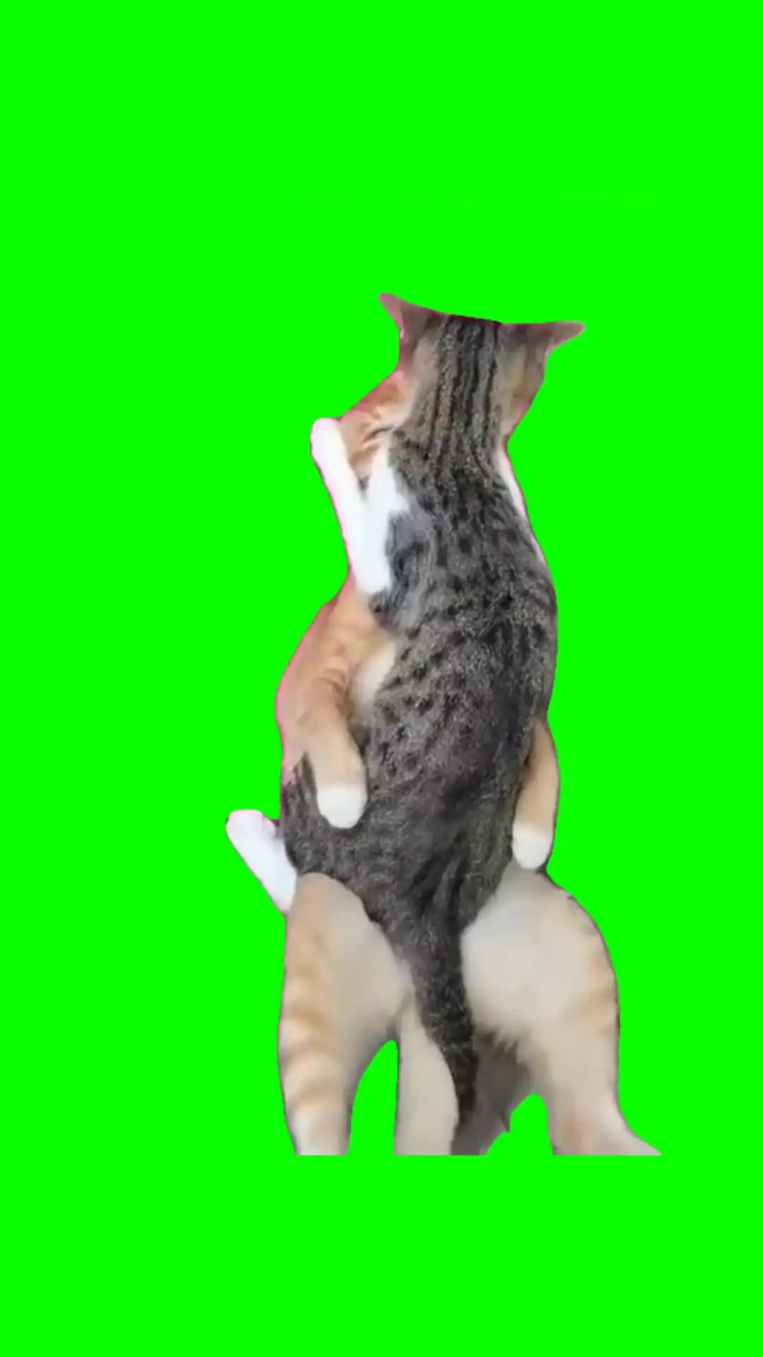 Cats in heat meme green screen