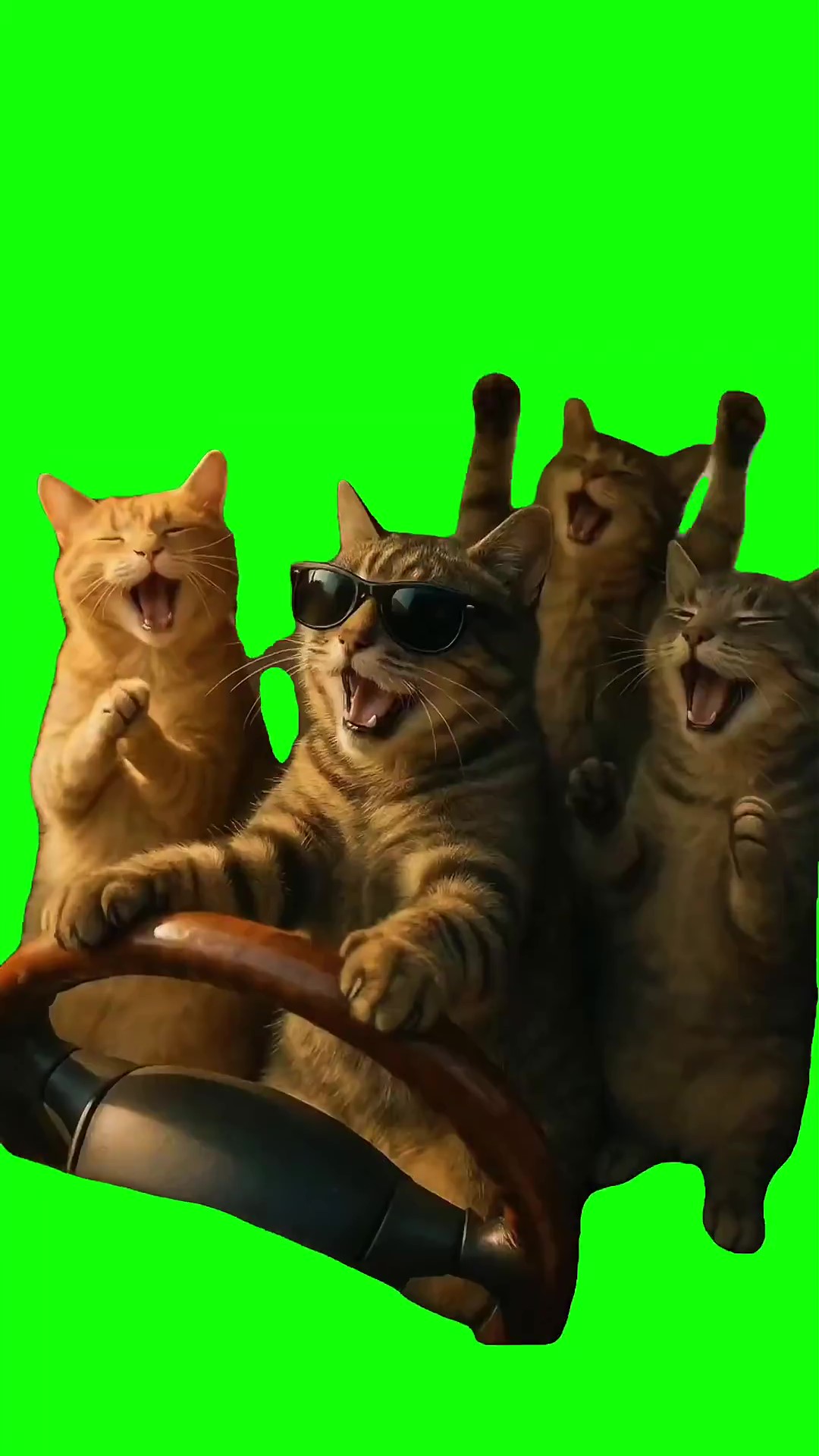 Cats karaoke in the car Green Screen Meme