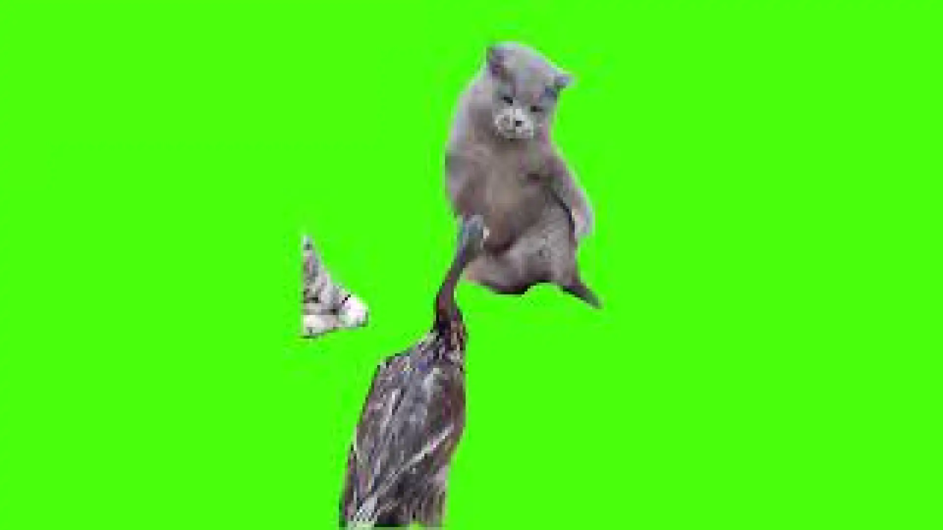 cats slap the duck green screen