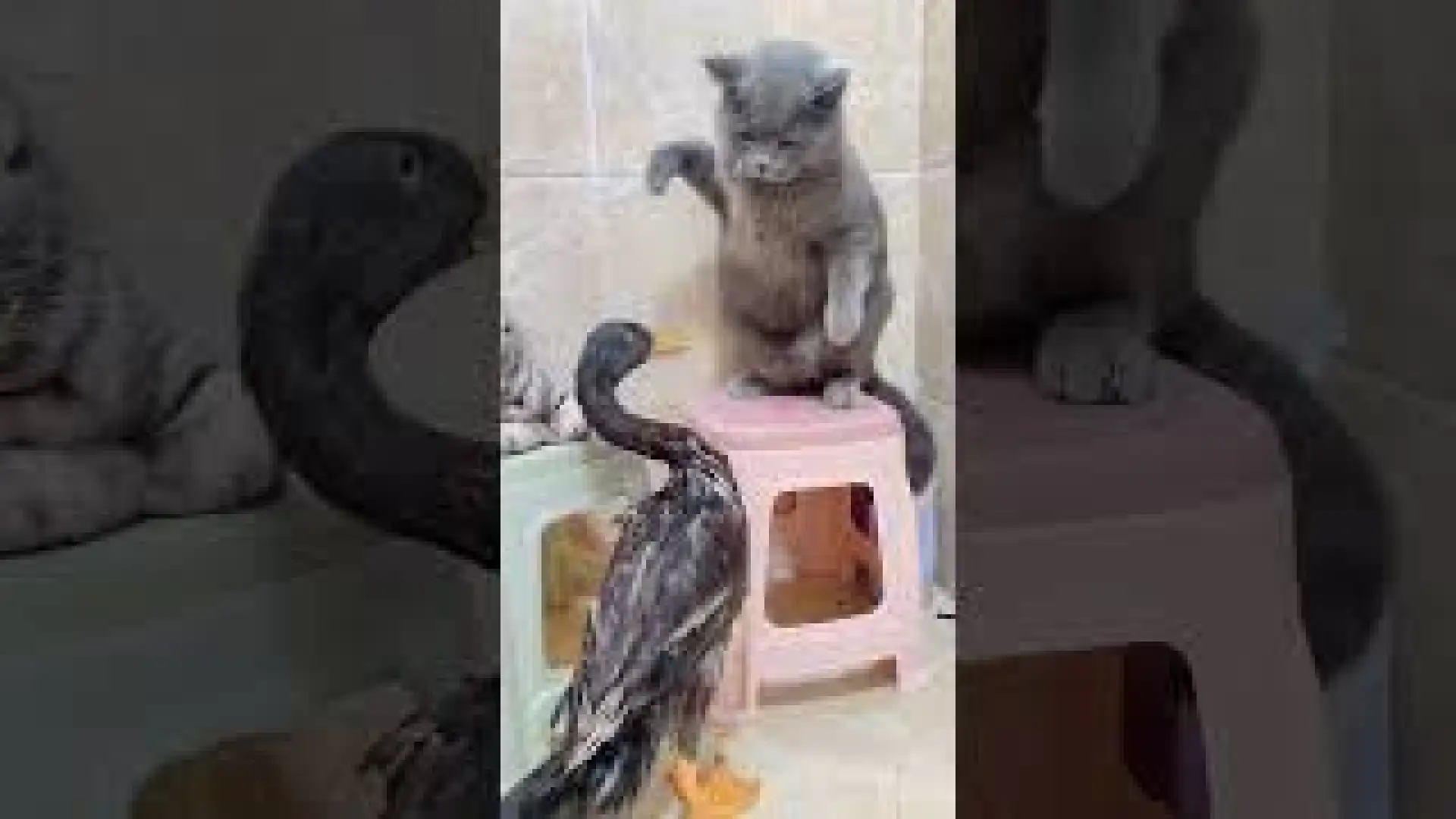 cats slap the duck meme