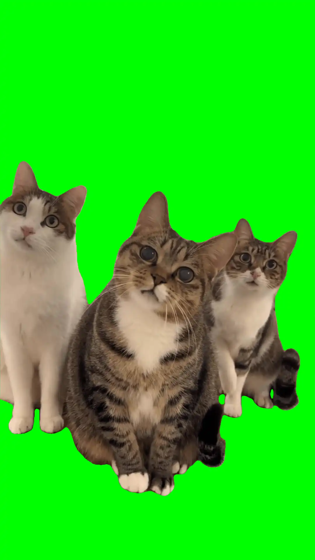 Cats Staring Meme Green Screen