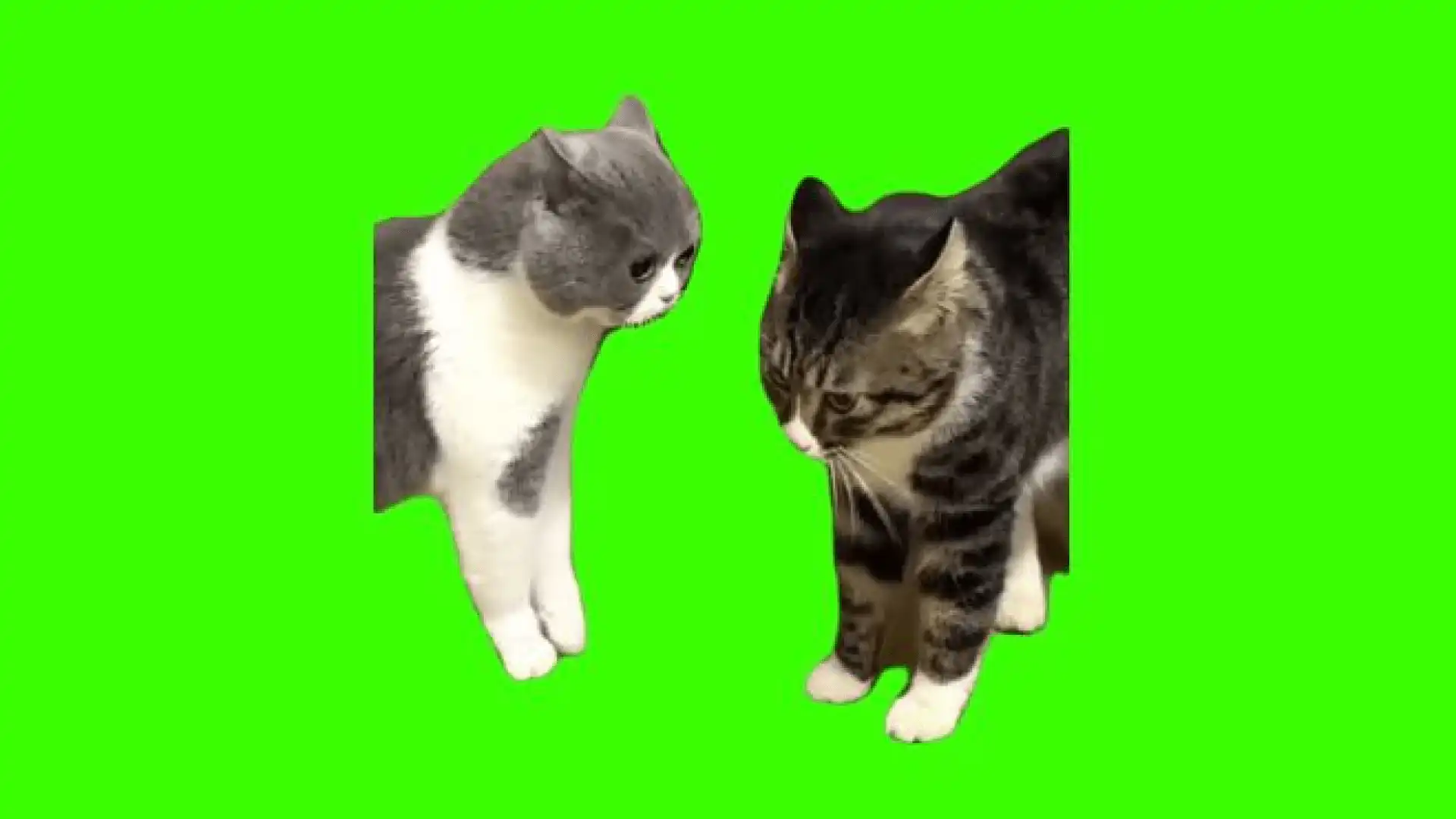 Cats Talking and argue Green Screen Meme