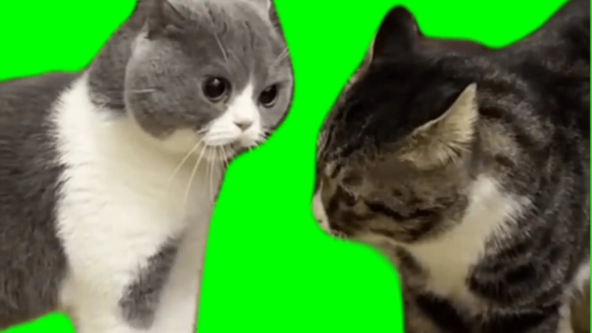 Cats Talking Green Screen Meme