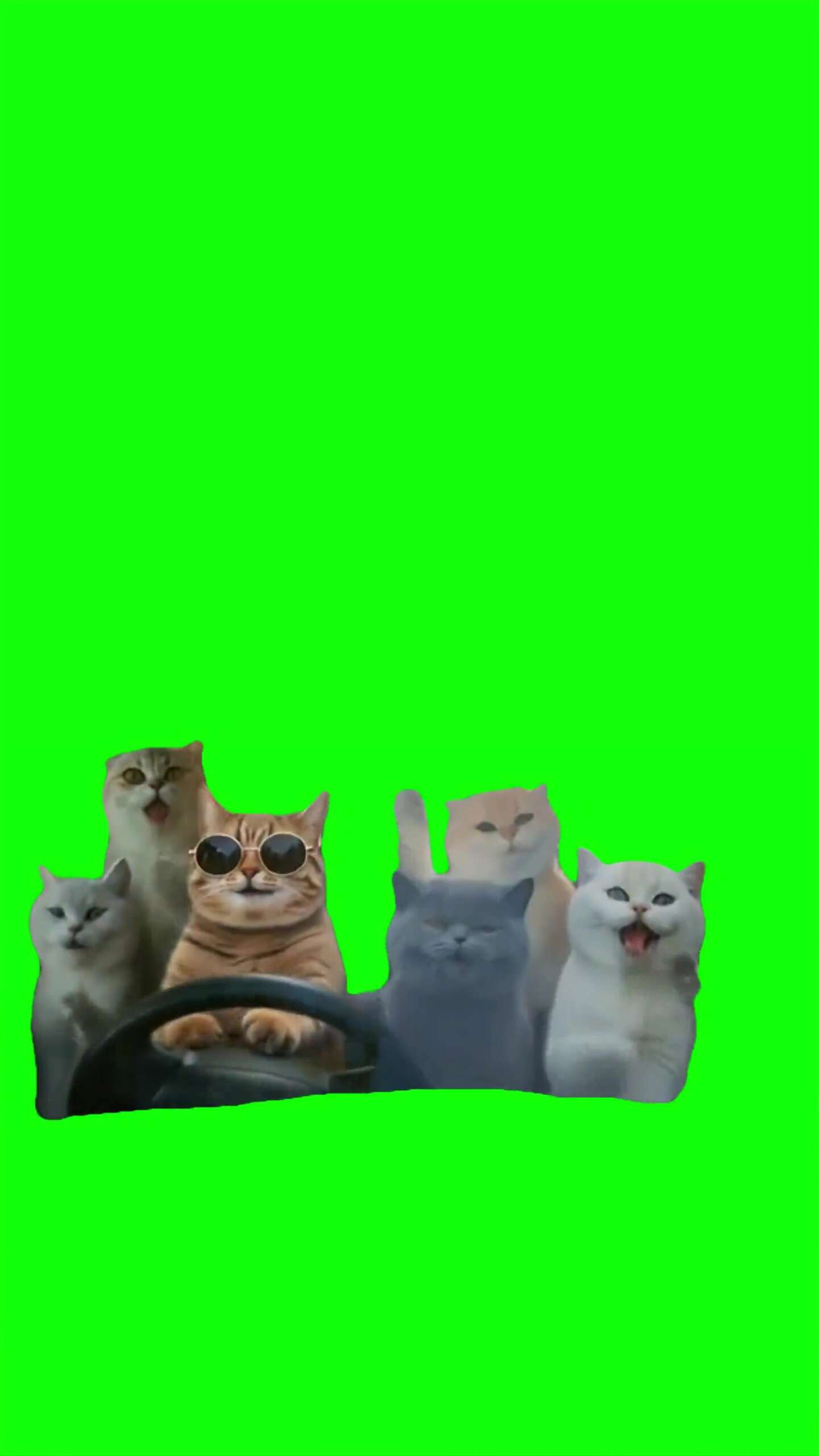 Cats vibing in the car Green Screen Meme