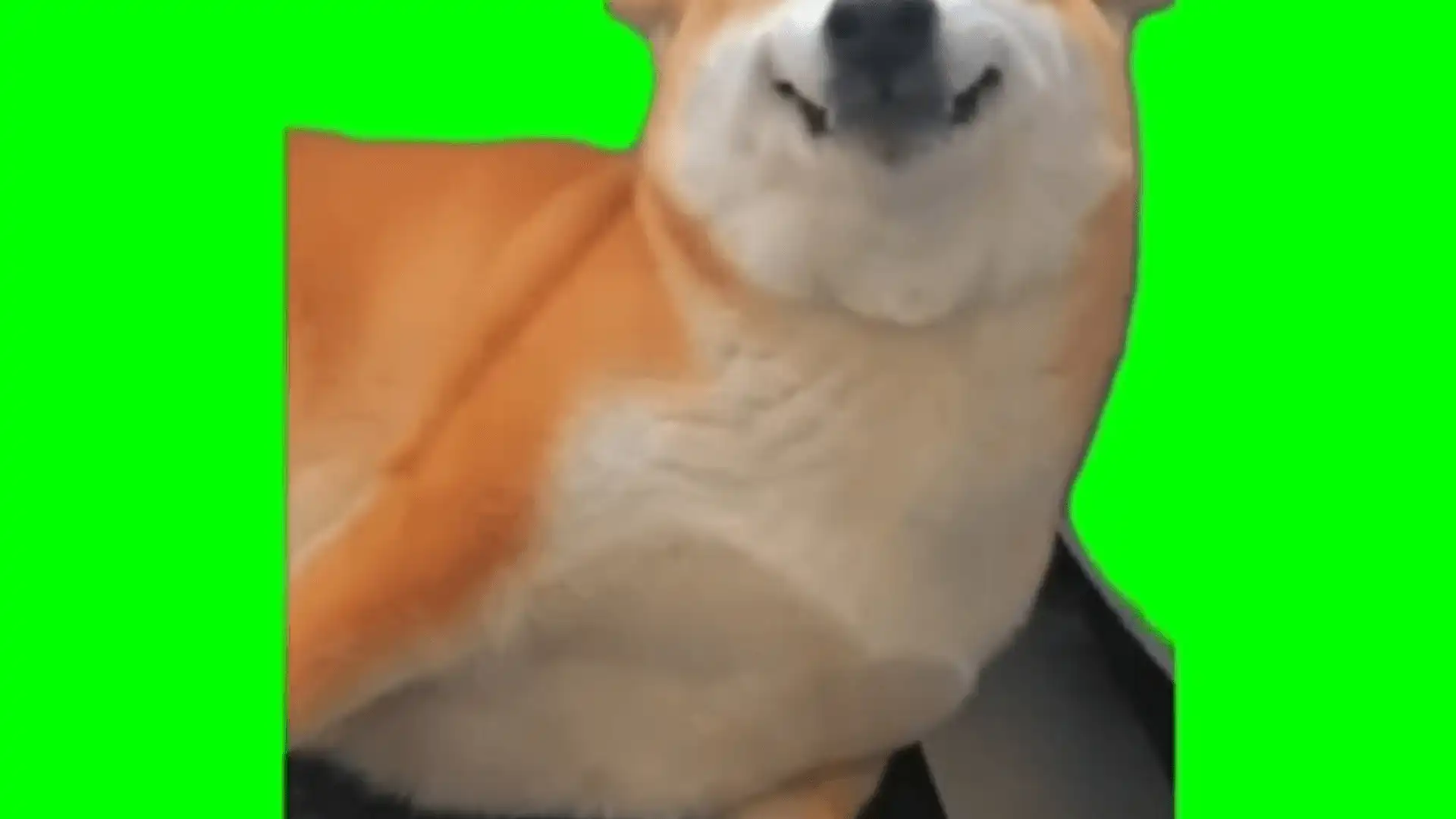 Cheesy smile doggy meme green screen template